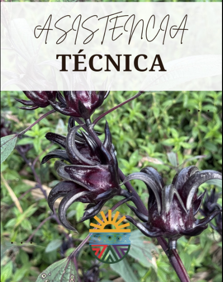 Asistencia Técnica en Cultivo de Jamaica