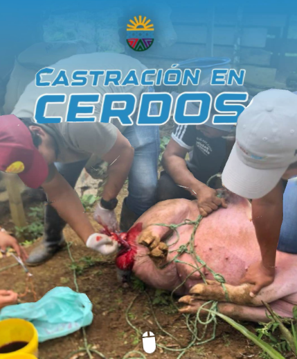 Jornada de Orquiectomía en Porcinos para Mejoramiento Sanitario y Productivo